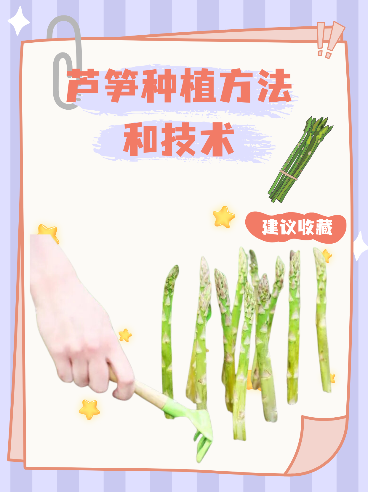 芦笋种子怎么种植